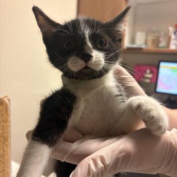 Alfredo -  Domestic Short Hair Cat for Adoption in Reno, Nevada - Alfredo | PetCurious