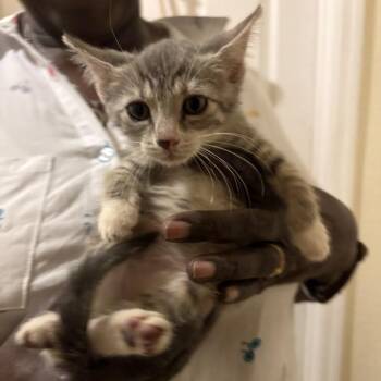 Lenox -  Domestic Short Hair Cat for Adoption in Buffalo, New York - Lenox | PetCurious