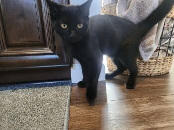 Rescue Domestic Short Hair Cats for Adoption in Aurora, Indiana - B Kitties : Binx | PetCurious