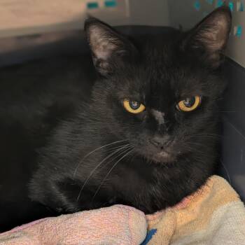 Sesame -  Domestic Short Hair Cat for Adoption in Sonoma, California - Sesame | PetCurious