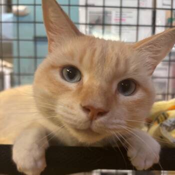 Siamese Cats Available for Adoption - Snow | PetCurious