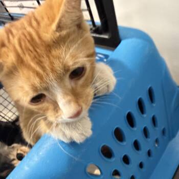 Gabbana -  Domestic Short Hair Cat for Adoption in Allentown, Pennsylvania - Gabbana | PetCurious