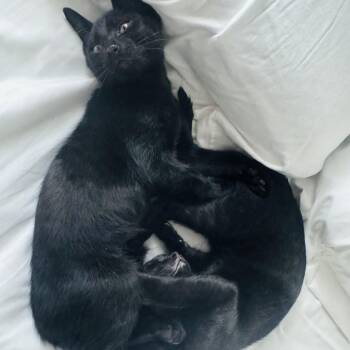 Night and Jason -  Domestic Short Hair Cat for Adoption in Fort Worth, Texas - Night And Jason | PetCurious
