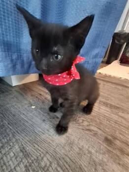 Domestic Short Hair Cats Available for Adoption in Colorado Springs, Colorado - SMOKEY | PetCurious