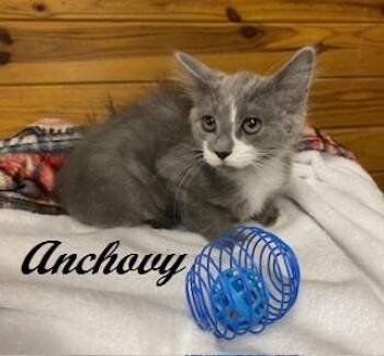 Anchovy -  Domestic Medium Hair Cat for Adoption in Southern Pines, North Carolina - Anchovy | PetCurious