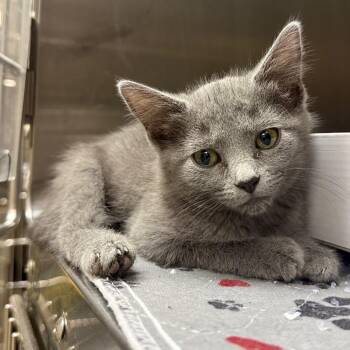 Ducky -  Domestic Short Hair Cat for Adoption in Concord, New Hampshire - Ducky | PetCurious