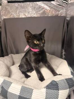 POLLY -  Domestic Short Hair Cat for Adoption in Grovetown, Georgia - POLLY | PetCurious