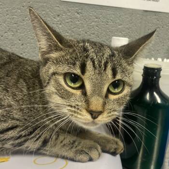 Rescue Domestic Short Hair Cats for Adoption in Allentown, Pennsylvania - Jerika | PetCurious
