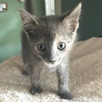 Victoria -  Domestic Short Hair Cat for Adoption in Cumming, Georgia - Victoria | PetCurious
