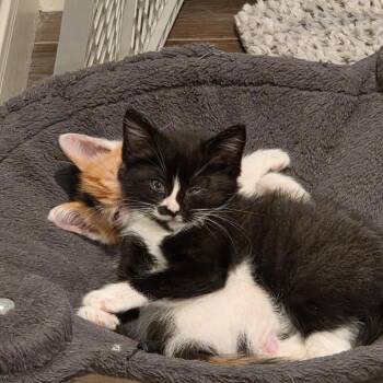 Fierce -  Domestic Short Hair Cat for Adoption in San Antonio, Texas - Fierce | PetCurious