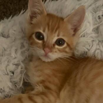 Brian Littrell -  Domestic Short Hair Cat for Adoption in Las Vegas, Nevada - Brian Littrell | PetCurious