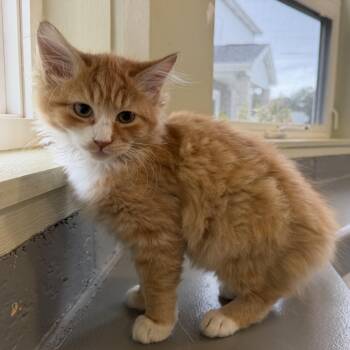 Nermal -  Domestic Long Hair Cat for Adoption in Latrobe, Pennsylvania - Nermal | PetCurious