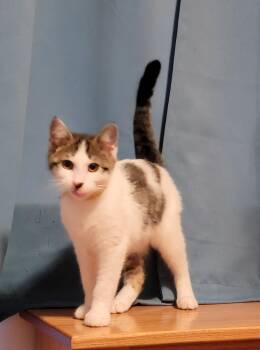 Timber -  Domestic Short Hair Cat for Adoption in Topsham, Maine - Timber | PetCurious