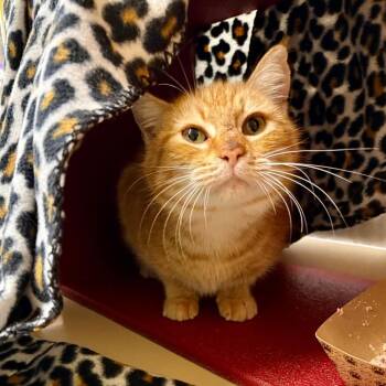 Domestic Short Hair Cats Available for Adoption - Vita @ PetSmart In Azalea Square | PetCurious