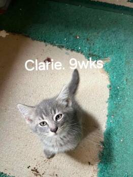 Jess -  Domestic Short Hair Cat for Adoption in Cromwell, Kentucky - Jess | PetCurious