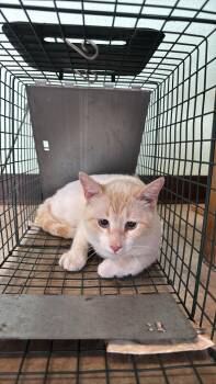 Domestic Short Hair Cats Available for Adoption in New Braunfels, Texas - Currier Feral 1 | PetCurious