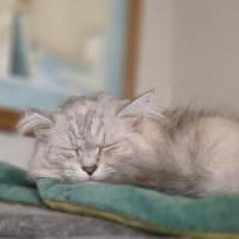 Rescue Chinchilla Cats for Adoption in Olympia, Washington - Jill And Ivanka | PetCurious