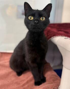 Domestic Short Hair Cats Available for Adoption in Leesburg, Virginia - BUTTERFLY CLIPS | PetCurious