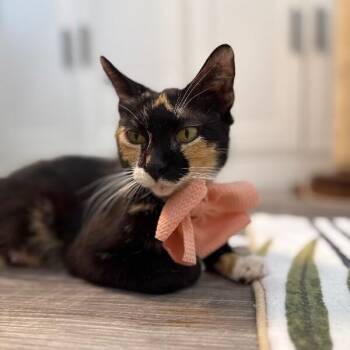 Magnolia Garden -  Calico and Domestic Short Hair Cat for Adoption in Friendswood, Texas - Magnolia Garden | PetCurious