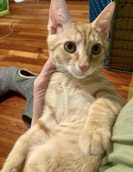 McMenamin -  Domestic Short Hair Cat for Adoption in Philadelphia, Pennsylvania - McMenamin | PetCurious