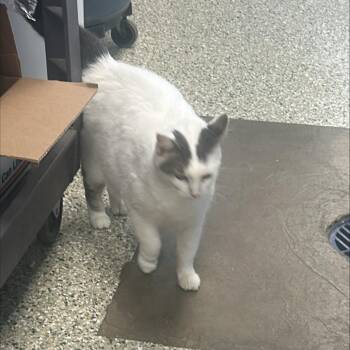 Lala -  Domestic Short Hair Cat for Adoption in Cedar Rapids, Iowa - Lala | PetCurious