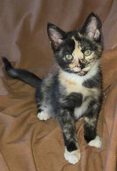 PIPPIN -  Domestic Short Hair Cat for Adoption in Sacramento, California - PIPPIN | PetCurious