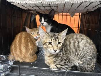 Onxy -  Domestic Short Hair Cat for Adoption in Los Angeles, California - Onxy | PetCurious