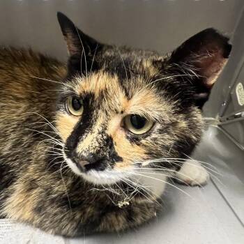 71509 -  Domestic Short Hair Cat for Adoption in Harrisonburg, Virginia - 71509 | PetCurious