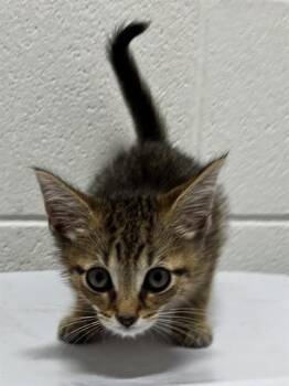 PETER -  Domestic Short Hair Cat for Adoption - PETER | PetCurious