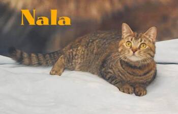 Nala -  Domestic Short Hair Cat for Adoption in Douglas, Georgia - Nala | PetCurious