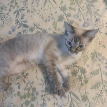 Gandalf -  Siamese Cat for Adoption in Bristol, Indiana - Gandalf | PetCurious