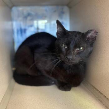 Barnie -  Domestic Short Hair Cat for Adoption in Marshalltown, Iowa - Barnie | PetCurious
