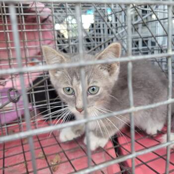 Montana -  Domestic Short Hair Cat for Adoption in Rochester, Minnesota - Montana | PetCurious