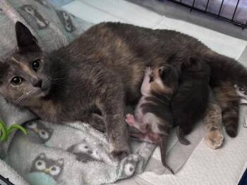 Domestic Short Hair Cats Available for Adoption - Velveeta (Veeti)  (Cheese Litter) | PetCurious