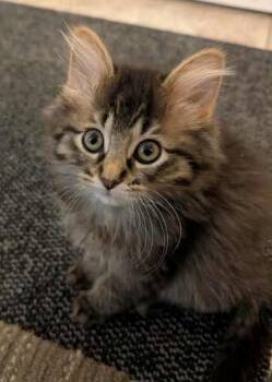 Rescue Domestic Medium Hair Cats for Adoption in Dekalb, Illinois - Nutella | PetCurious