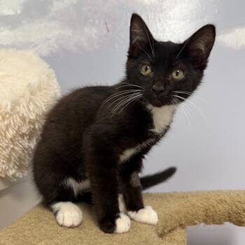 Liam -  Domestic Short Hair Cat for Adoption in Fenton, Michigan - Liam | PetCurious