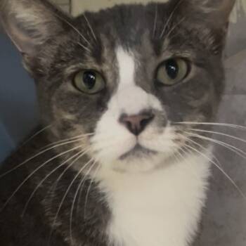 Rescue Domestic Short Hair Cats for Adoption in Galveston, Texas - Olive | PetCurious