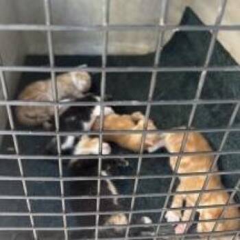 Dom -  Domestic Short Hair Cat for Adoption in West Palm Beach, Florida - Dom | PetCurious