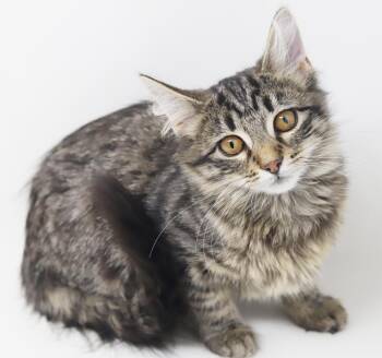 Maine Coon and Norwegian Forest Cat Cats Available for Adoption - Amor And Darling!  Double The Poof Double The Love! | PetCurious