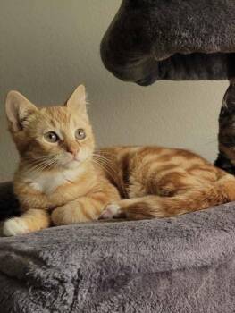 Art -  Domestic Short Hair Cat for Adoption in Riverside, California - Art | PetCurious