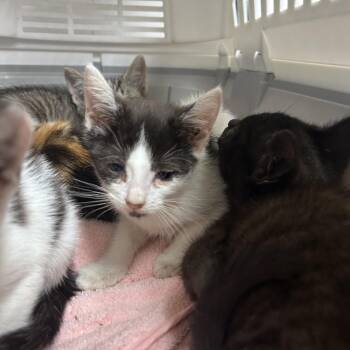Bubbles -  Domestic Short Hair Cat for Adoption in Philadelphia, Pennsylvania - Bubbles | PetCurious