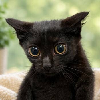 Callista( Available at 280 Petsmart) -  Domestic Short Hair Cat for Adoption in Columbiana, Alabama - Callista( Available At 280 Petsmart) | PetCurious
