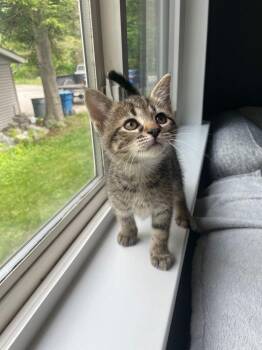 Domestic Short Hair Cats Available for Adoption in Ferndale, Michigan - Finch | PetCurious