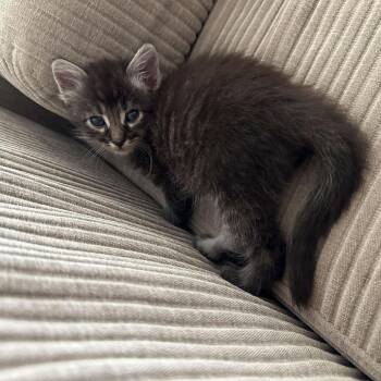 Acrobat -  Domestic Short Hair Cat for Adoption in Spokane, Washington - Acrobat | PetCurious