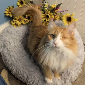 Mercedes & Suzuki Bonded Pair -  Domestic Medium Hair Cat for Adoption in Eaton Rapids, Michigan - Mercedes & Suzuki Bonded Pair | PetCurious