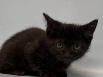 Mulan -  Domestic Short Hair Cat for Adoption in Woodbury, Minnesota - Mulan | PetCurious