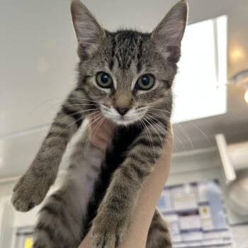 Miss Demeanor KS -  Domestic Short Hair Cat for Adoption in Denver, Colorado - Miss Demeanor KS | PetCurious