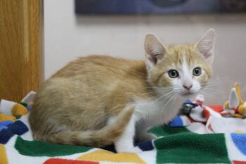 Cicada -  Domestic Short Hair Cat for Adoption in Portage, Wisconsin - Cicada | PetCurious