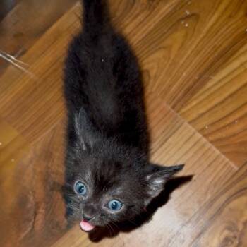 Rescue Domestic Short Hair Cats for Adoption in Parrish, Alabama - Pepper | PetCurious