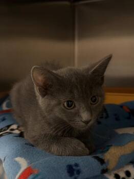 Peso Princess (Petsmart) -  Domestic Short Hair Cat for Adoption in Ocala, Florida - Peso Princess (Petsmart) | PetCurious